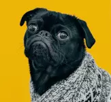 dog in suit